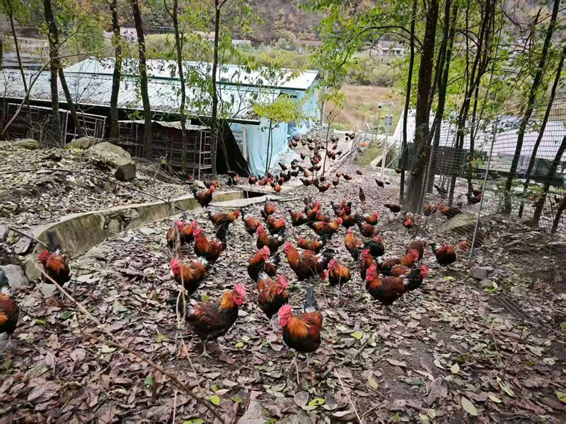 1764647510444829.jpg 下载 (5)_副本.jpg